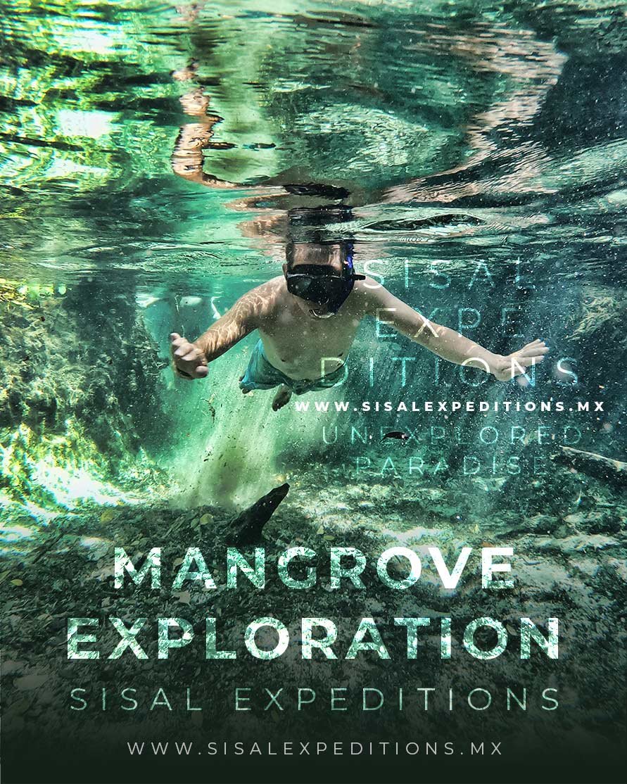 Mangrove & wildlife